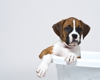Picture of Boxer puppy in a basket