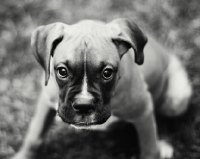 Picture of Boxer puppy in black and white