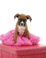 Picture of Boxer puppy in tutu