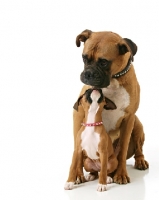 Picture of Boxer puppy licking adult