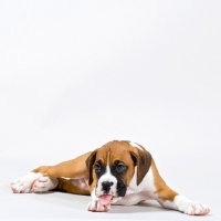 Picture of Boxer puppy licking