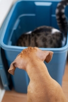 Picture of Boxer puppy looking at cat in a box