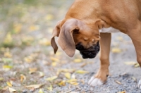 Picture of Boxer puppy looking down