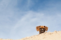 Picture of Boxer puppy looking over hill