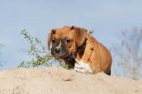 Picture of Boxer puppy looking over sand dune