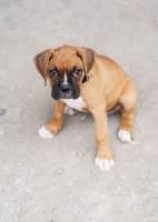 Picture of Boxer puppy looking up at camera