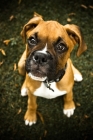 Picture of boxer puppy looking up
