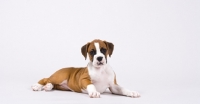 Picture of Boxer puppy lying down