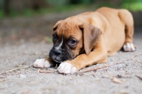 Picture of Boxer puppy lying down