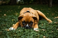 Picture of boxer puppy lying in yard