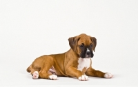Picture of Boxer puppy lying on white background