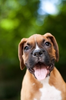 Picture of Boxer puppy panting