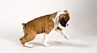 Picture of Boxer puppy playing on white background