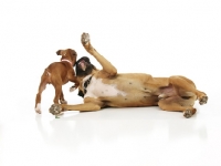 Picture of Boxer puppy playing with adult