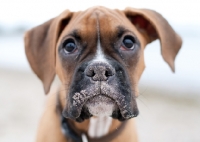 Picture of Boxer puppy portrait