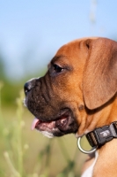 Picture of Boxer puppy profile