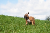 Picture of Boxer puppy running on grass