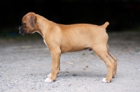 Picture of Boxer puppy side view