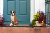 Picture of Boxer puppy sitting in front of teal door