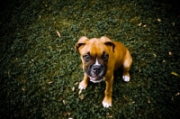 Picture of Boxer puppy sitting on grass