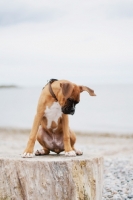 Picture of Boxer puppy sitting on log