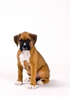 Picture of Boxer puppy sitting on white background