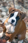 Picture of Boxer puppy sitting, top view