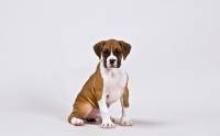 Picture of Boxer puppy sitting 