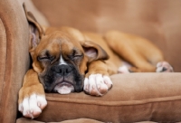 Picture of Boxer puppy sleeping on sofa