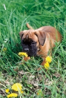 Picture of Boxer puppy smelling flower