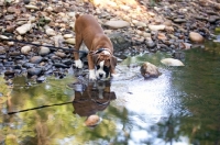 Picture of Boxer puppy standing in stream