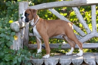 Picture of Boxer puppy standing on wooden bench