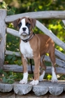 Picture of Boxer puppy standing on wooden bench