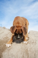 Picture of Boxer puppy trying to get down