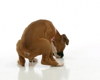 Picture of Boxer puppy urinating