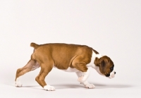 Picture of Boxer puppy walking on white background
