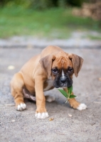 Picture of Boxer puppy with leaf in mouth