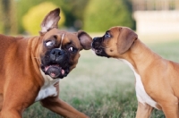 Picture of Boxer puppy with older boxer