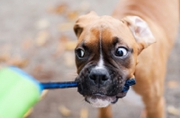 Picture of Boxer puppy with toy