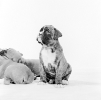 Picture of boxer puppy