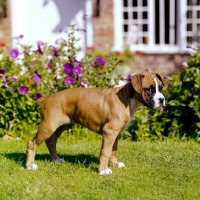 Picture of boxer puppy