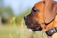 Picture of Boxer puppy