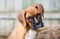 Picture of Boxer puppy
