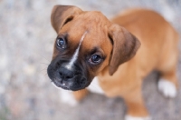 Picture of Boxer puppy