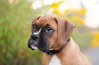 Picture of Boxer puppy
