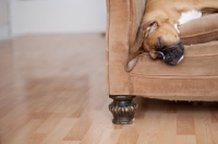 Picture of Boxer resting