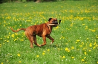 Picture of Boxer retrieving in field