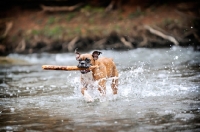 Picture of Boxer retrieving stick from water