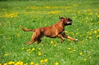 Picture of Boxer retrieving toy in field