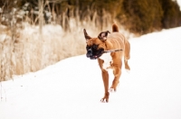 Picture of Boxer running down path with stick